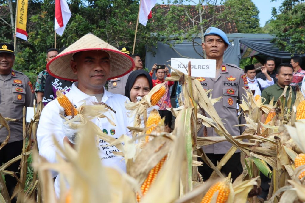 Kapolres Tanggamus Hadiri Panen Raya Jagung Program JAIM Bersama Kajati Lampung di Gisting