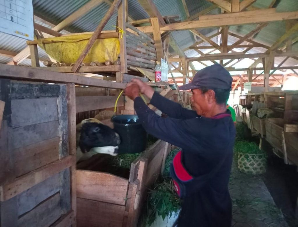 KIAT PAK UDIN JAGA KEBUGARAN HEWAN TERNAK