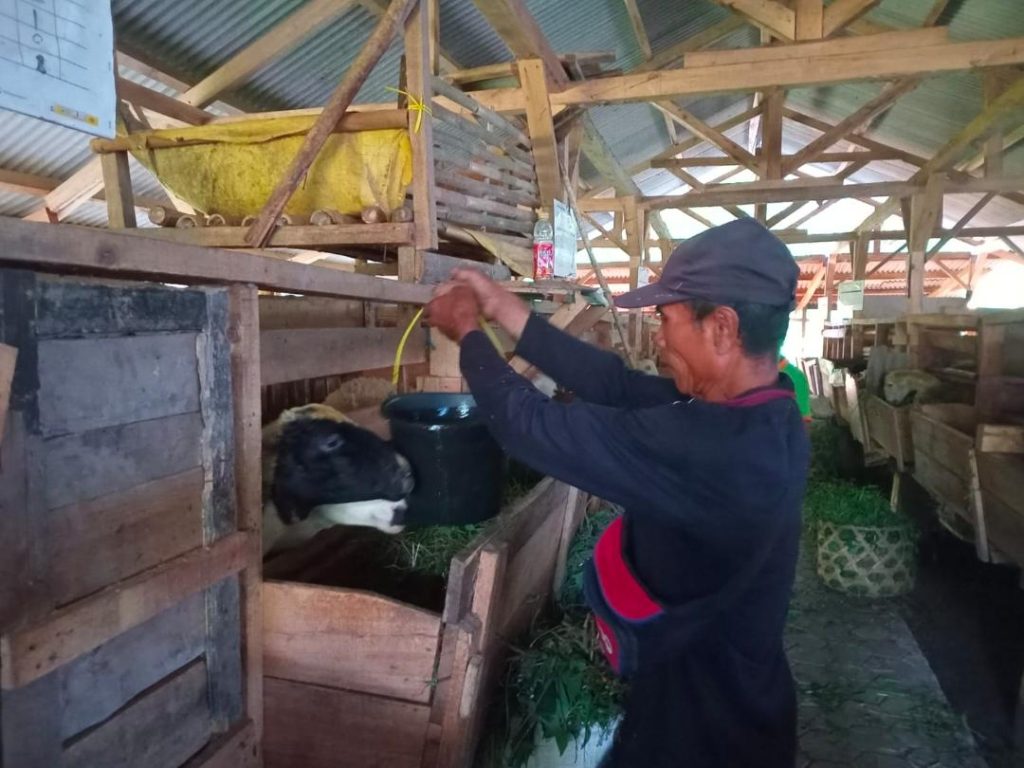 BAZNAS Sumedang Intensifkan Pendampingan Peternak di jatigede untuk tingkatkan kesehatan Ternak