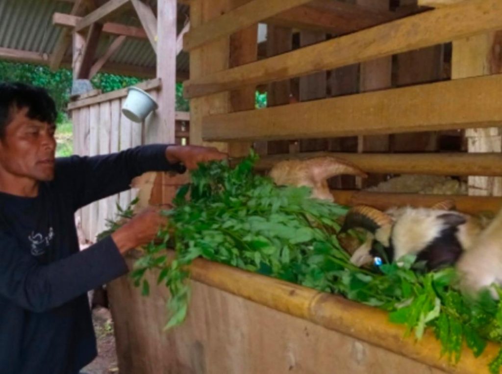 Indigofera Jadi Andalan, BAZNAS Perkuat Produktivitas Peternak Domba di Jatigede