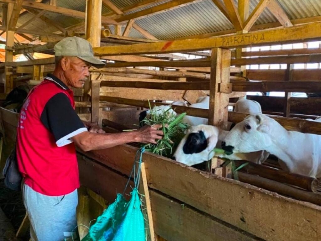 Balai Ternak BAZNAS Sumedang Dorong Kemandirian Mustahik Lewat Manajemen Kandang Terukur